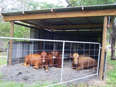 FL Cows in the barn 2010