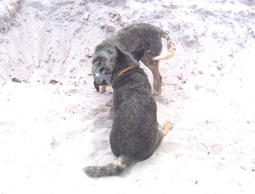 FL dogs in sand snow c