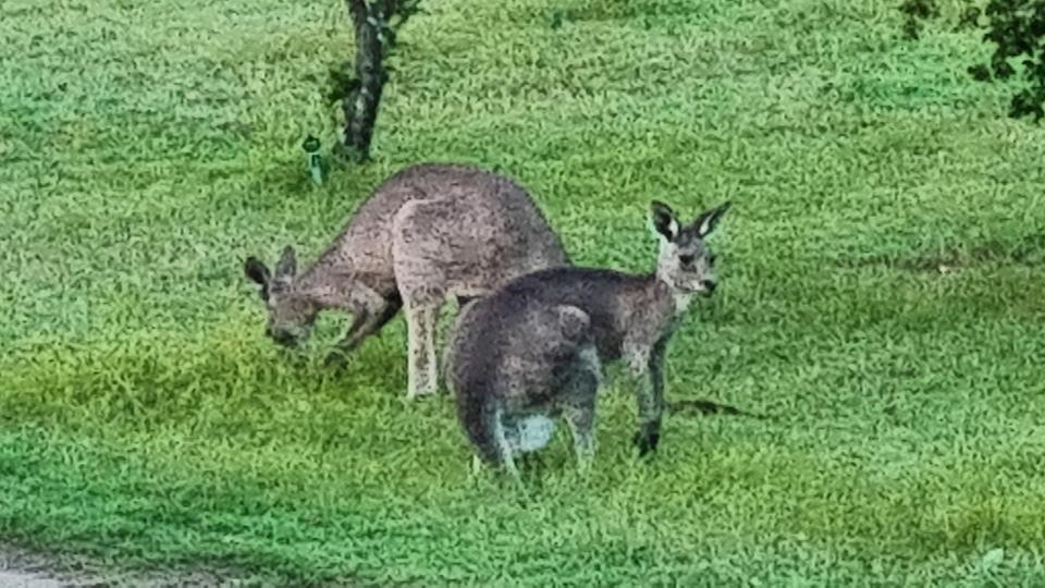 Iron Ridge Park Wildlife 6a